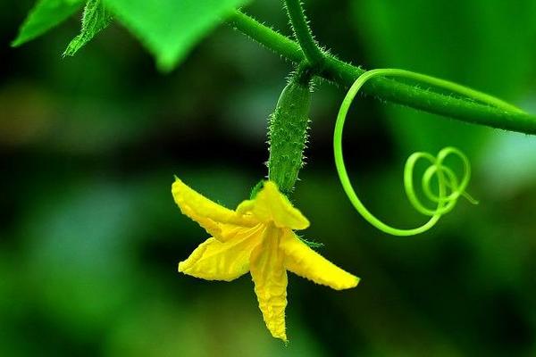 黃瓜花能吃嗎 黃瓜花怎么吃
