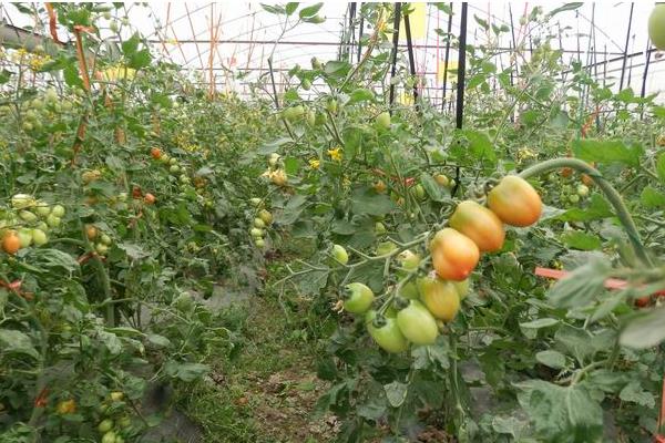 番茄樹種植技術(shù) 番茄樹怎么種植