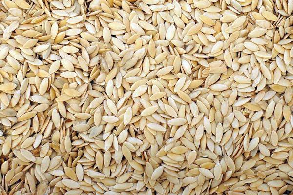 黃瓜種子價格多少錢一斤