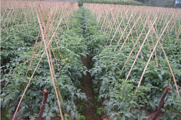 番茄樹冬天怎么辦