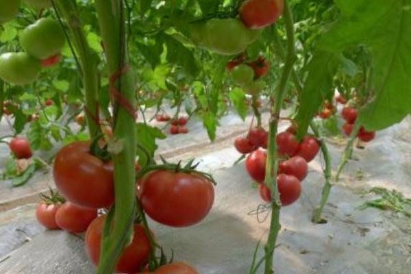 番茄灰葉斑病怎么防治