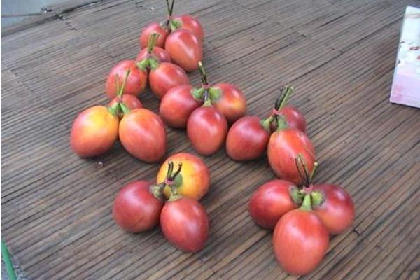 樹番茄可以生吃嗎