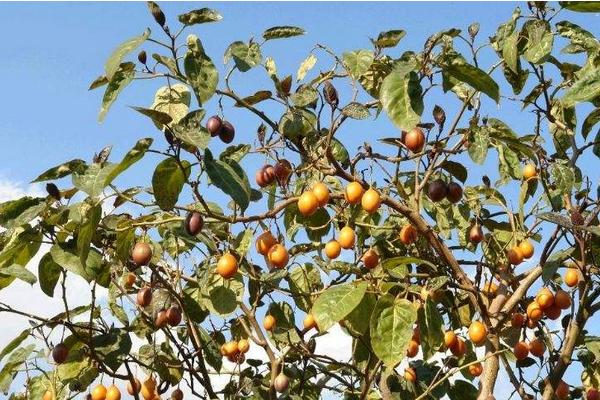 樹(shù)番茄市場(chǎng)價(jià)格多少錢(qián)一斤