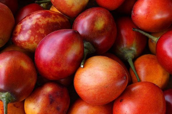 樹(shù)番茄市場(chǎng)價(jià)格多少錢(qián)一斤