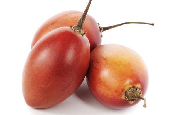 樹番茄圖片大全