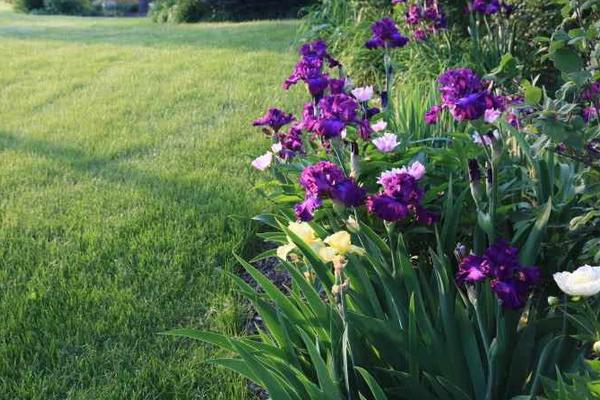 德國鳶尾耐寒嗎 德國鳶尾怎么過冬