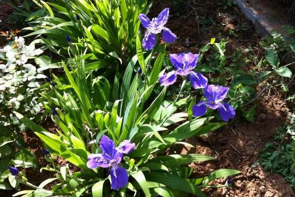 德國鳶尾耐寒嗎 德國鳶尾怎么過冬