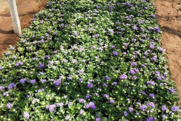 德國鳶尾耐寒嗎 德國鳶尾怎么過冬