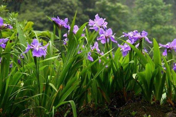 德國鳶尾耐寒嗎 德國鳶尾怎么過冬