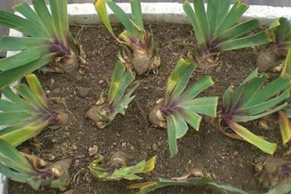 德國鳶尾耐寒嗎 德國鳶尾怎么過冬