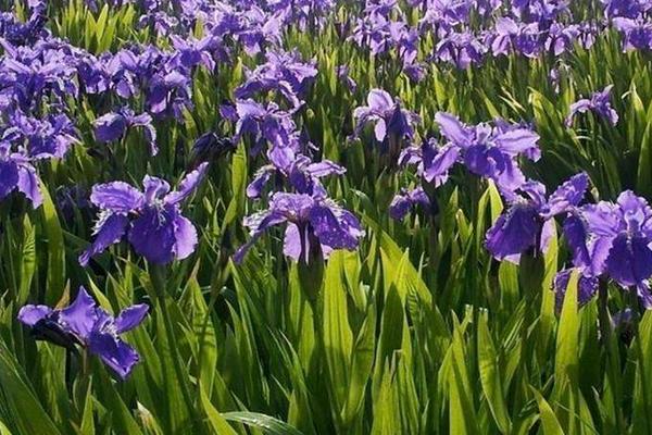 德國鳶尾耐寒嗎 德國鳶尾怎么過冬