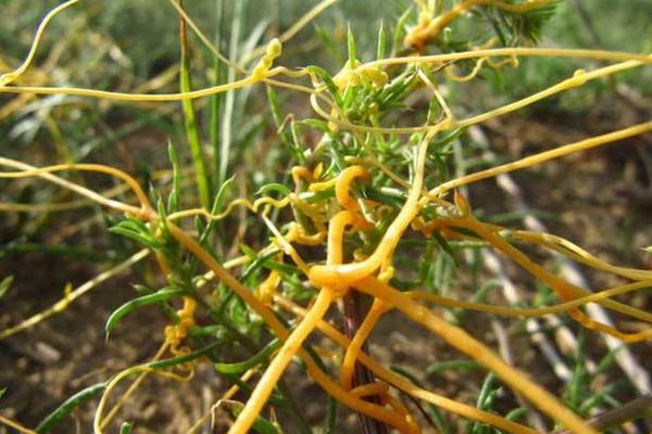 菟絲子市場(chǎng)價(jià)格多少錢一斤 菟絲子產(chǎn)地在哪里