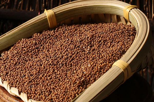 菟絲子市場(chǎng)價(jià)格多少錢一斤 菟絲子產(chǎn)地在哪里