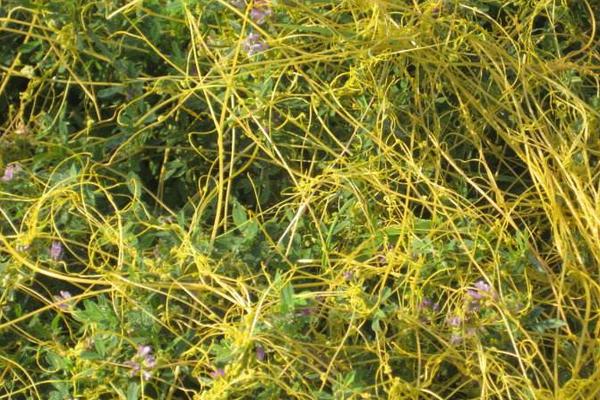 菟絲子市場(chǎng)價(jià)格多少錢一斤 菟絲子產(chǎn)地在哪里