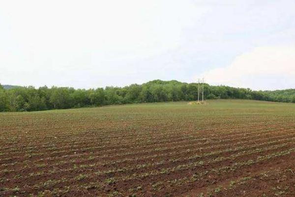 菟絲子市場(chǎng)價(jià)格多少錢一斤 菟絲子產(chǎn)地在哪里