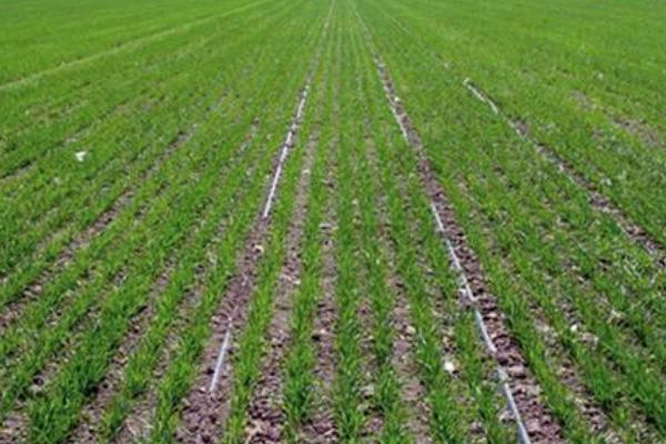 菟絲子市場(chǎng)價(jià)格多少錢一斤 菟絲子產(chǎn)地在哪里