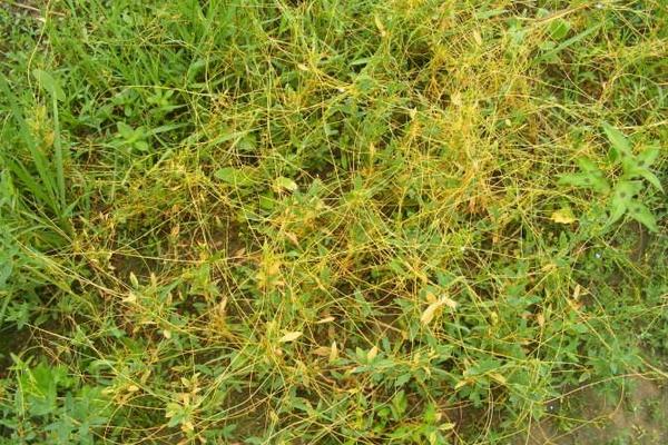 菟絲子市場(chǎng)價(jià)格多少錢一斤 菟絲子產(chǎn)地在哪里