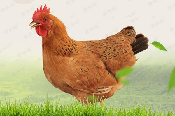 草雞市場價格多少錢一斤 草雞和土雞的區別是什么