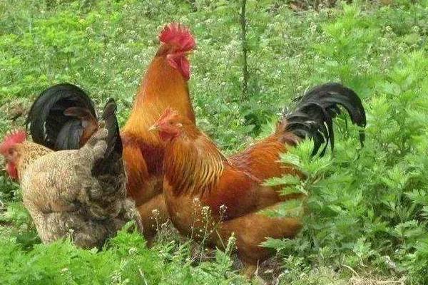 草雞市場價格多少錢一斤 草雞和土雞的區別是什么