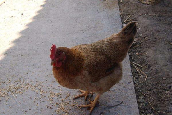 草雞市場價格多少錢一斤 草雞和土雞的區別是什么