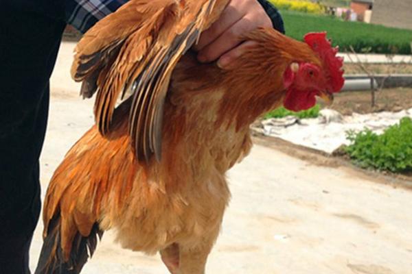 草雞市場價格多少錢一斤 草雞和土雞的區別是什么