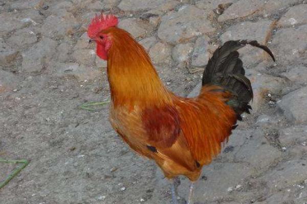 草雞市場價格多少錢一斤 草雞和土雞的區別是什么