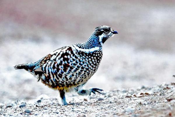 花尾榛雞養殖市場前景怎么樣 花尾榛雞好吃嗎