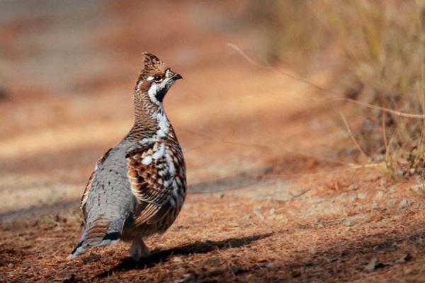 花尾榛雞養殖市場前景怎么樣 花尾榛雞好吃嗎