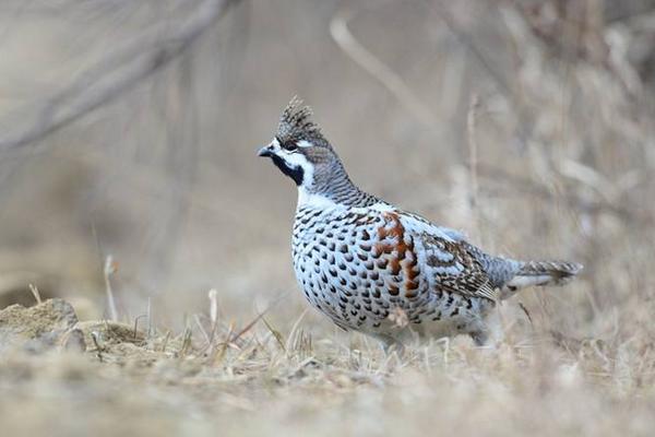 花尾榛雞養殖市場前景怎么樣 花尾榛雞好吃嗎