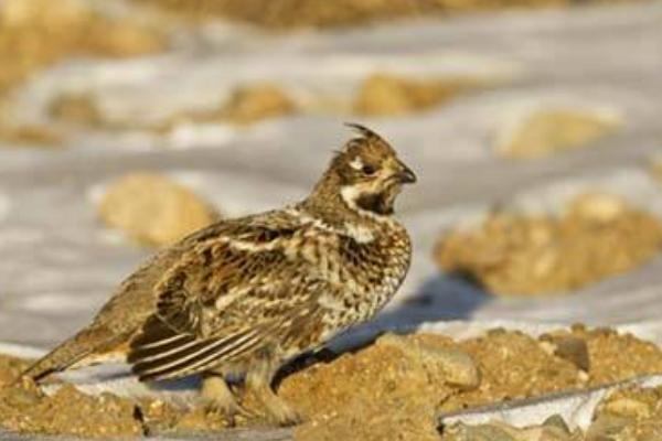 花尾榛雞養殖市場前景怎么樣 花尾榛雞好吃嗎