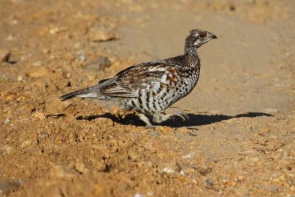 花尾榛雞養殖市場前景怎么樣 花尾榛雞好吃嗎