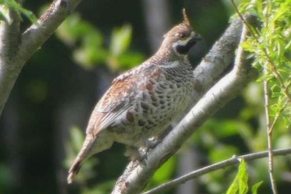 花尾榛雞養殖市場前景怎么樣 花尾榛雞好吃嗎