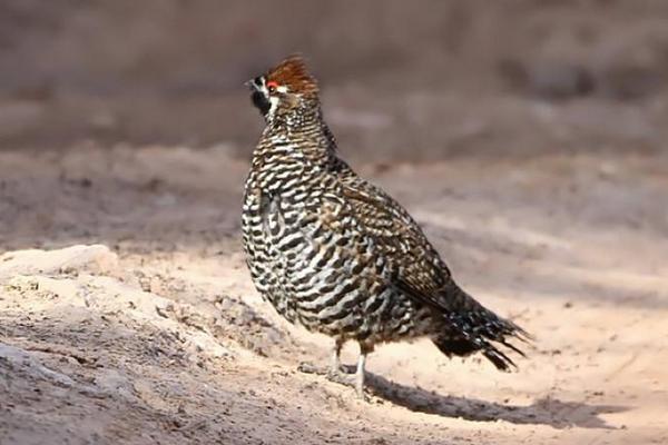 花尾榛雞市場價格多少錢一斤 花榛雞在哪里可以引種