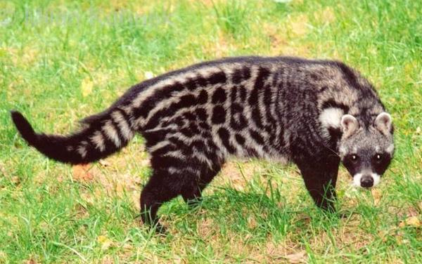 靈貓是幾級保護動物 靈貓可以人工養殖嗎