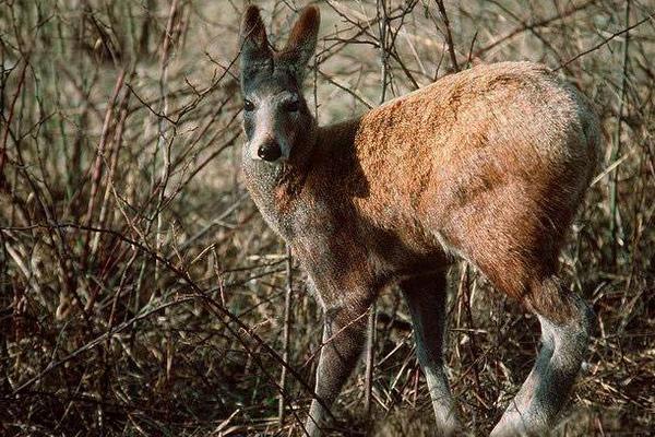 林麝養殖前景如何 林麝養殖需要投資多少錢