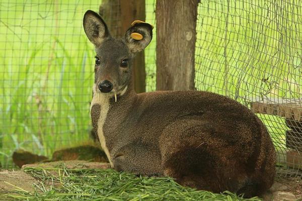 林麝養殖前景如何 林麝養殖需要投資多少錢