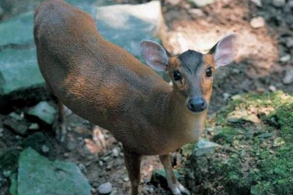 林麝養殖前景如何 林麝養殖需要投資多少錢
