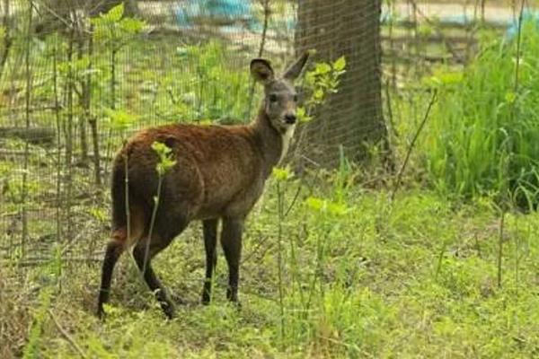 林麝養殖前景如何 林麝養殖需要投資多少錢