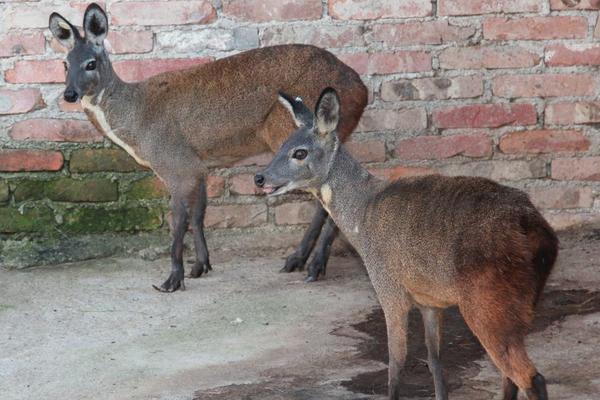 林麝養殖前景如何 林麝養殖需要投資多少錢