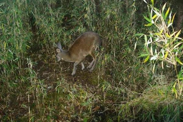 林麝養殖前景如何 林麝養殖需要投資多少錢