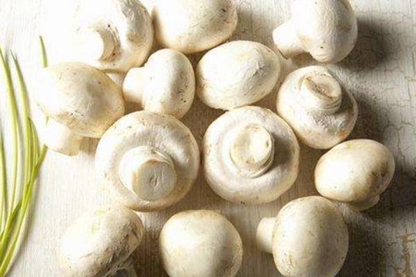 雙孢菇功效與作用及禁忌 雙孢菇營養價值