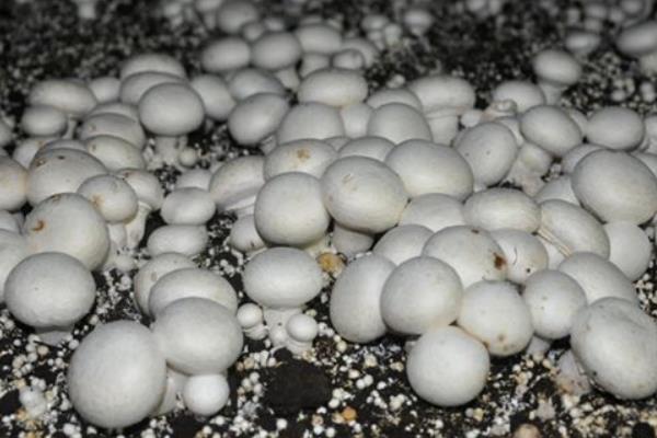 雙孢菇市場前景怎么樣 種植雙孢菇風(fēng)險大不大