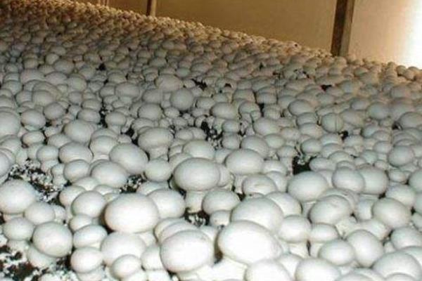 雙孢菇市場前景怎么樣 種植雙孢菇風(fēng)險大不大