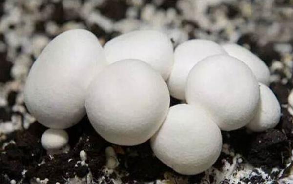 雙孢菇市場前景怎么樣 種植雙孢菇風(fēng)險大不大