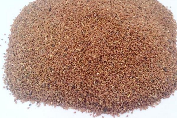 穿心蓮種子市場價格多少錢一斤 穿心蓮種子怎么種