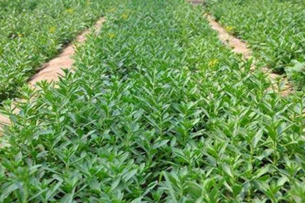 穿心蓮種子市場價格多少錢一斤 穿心蓮種子怎么種