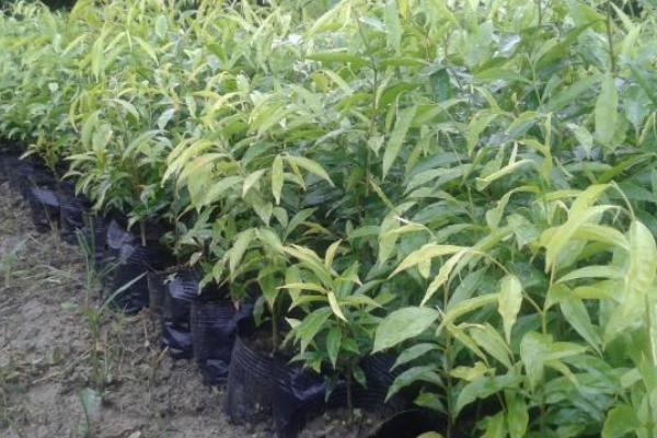 穿心蓮種子市場價格多少錢一斤 穿心蓮種子怎么種