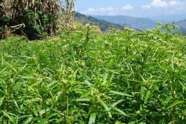 穿心蓮種子市場價格多少錢一斤 穿心蓮種子怎么種