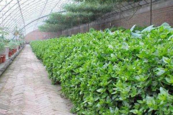 穿心蓮種子市場價格多少錢一斤 穿心蓮種子怎么種