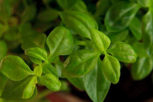 種穿心蓮市場(chǎng)前景好嗎 種穿心蓮效益高嗎